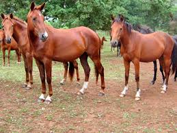 Sarcidano Horse